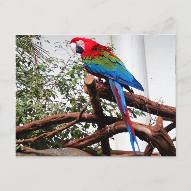 Macaw de ala verde #3 postal (Anverso)