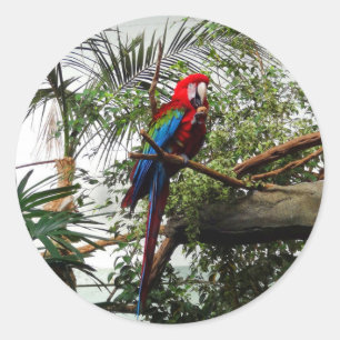 Macaw de ala verde #4 Pegatinas