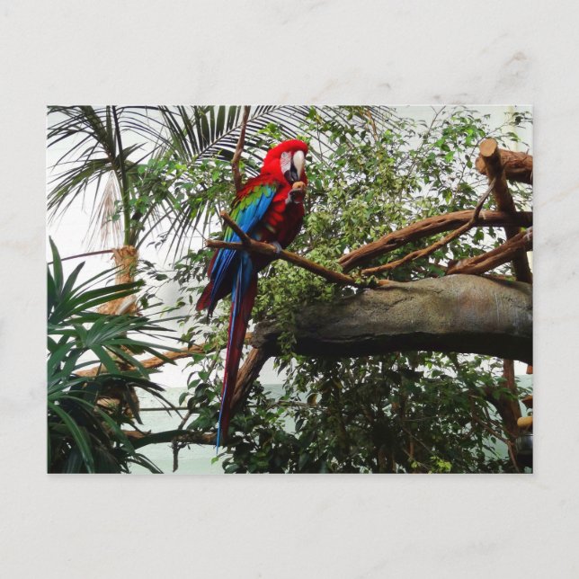 Macaw de ala verde #4 postal (Anverso)