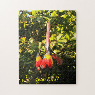 Macaw del escarlata del rompecabezas