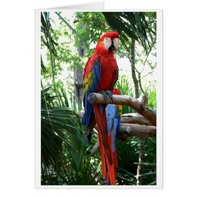 Macaw del escarlata, diseño rojo del photograp del (Frente)