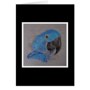 Macaw del jacinto