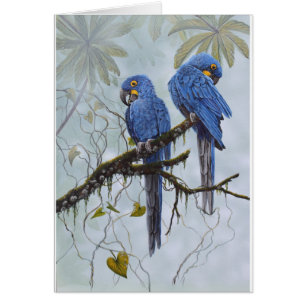 Macaw del jacinto apenas para sus regalos