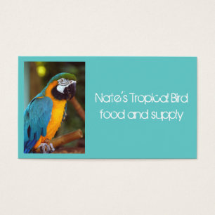 Macaw masculino