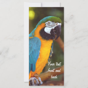 Macaw masculino