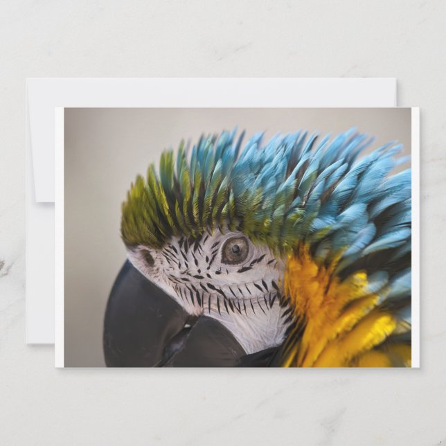 Macaw Parrot - Invitación (Anverso)