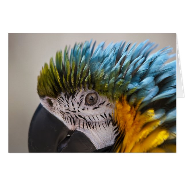 Macaw Parrot - Tarjeta (Anverso (Horizontal))