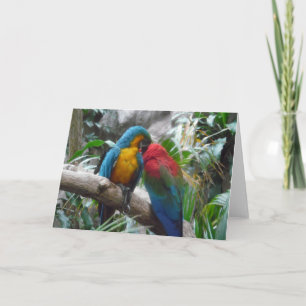 Macaw Parrots Bird Gracias, Nota