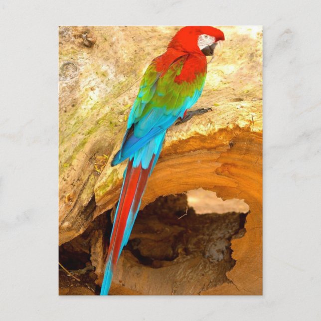 Macaw rojo y verde, postal de Trinidad (Anverso)