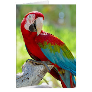 Macaw sentado en una rama