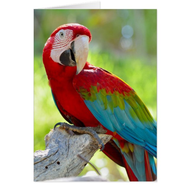 Macaw sentado en una rama (Frente)