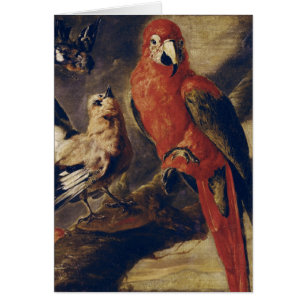 Macaw y Bullfinch