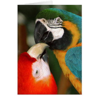 Macaws
