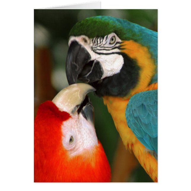 Macaws (Frente)