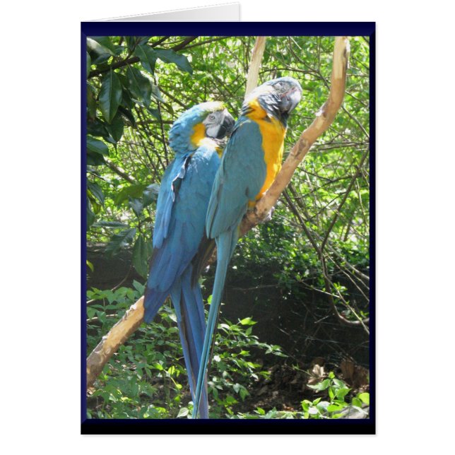 Macaws (Frente)