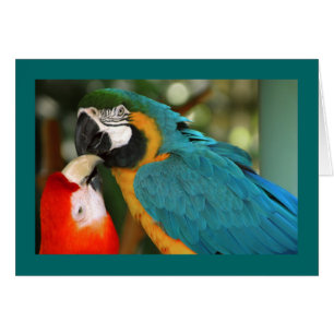 Macaws