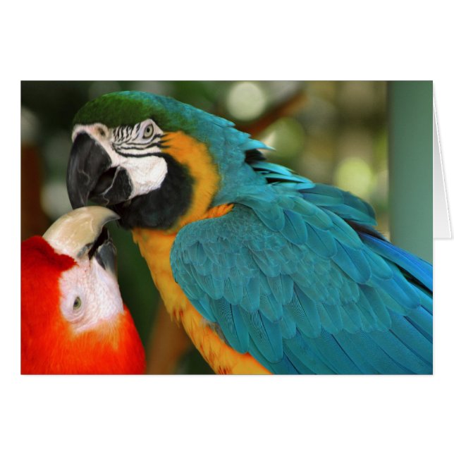 Macaws (Anverso (Horizontal))