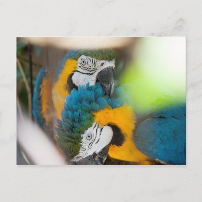 Macaws azules postales (Anverso)
