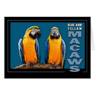 Macaws azules y amarillos