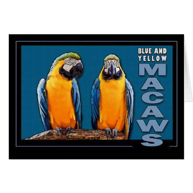 Macaws azules y amarillos (Anverso (Horizontal))