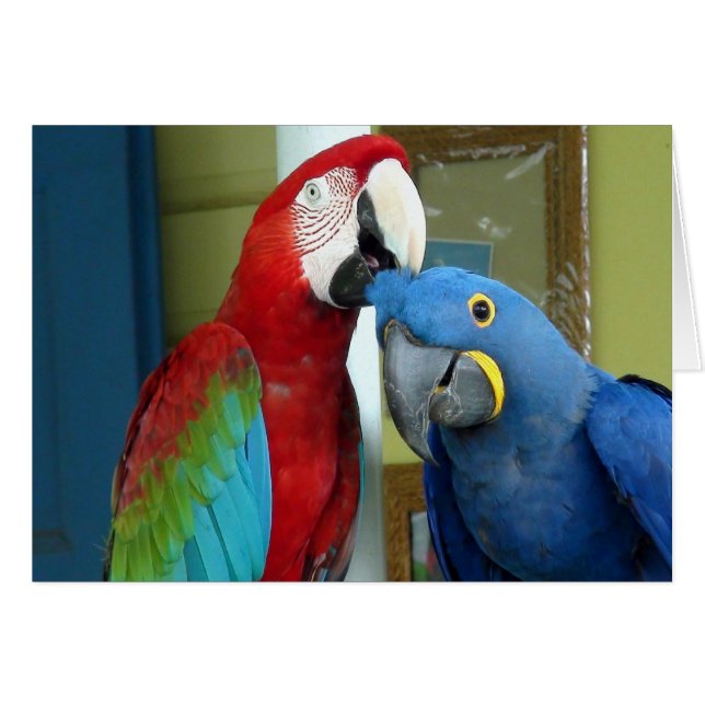 Macaws coloreados rojos y azules (Anverso (Horizontal))
