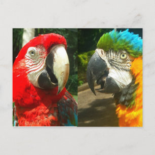 Macaws coloridos, postal de Trinidad