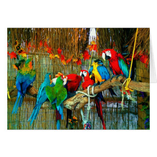 Macaws en desfile
