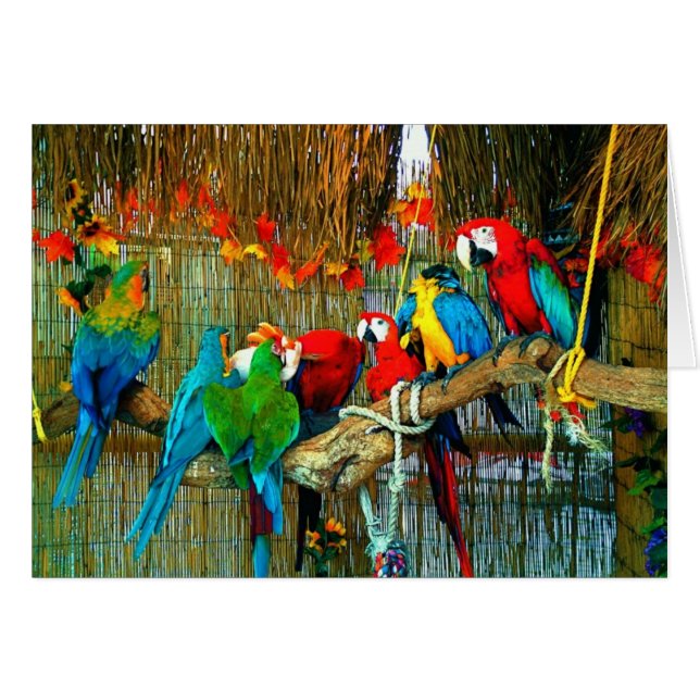 Macaws en desfile (Anverso (Horizontal))