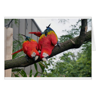 Macaws Rojos 1.JPG