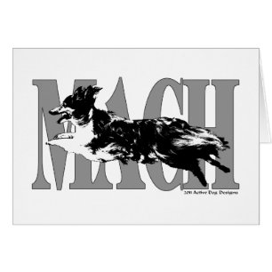 MACH Sheltie