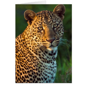 Macho de leopardo (Panthera Pardus) cachorro compl