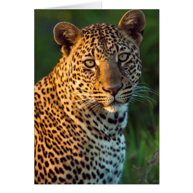 Macho de leopardo (Panthera Pardus) cachorro compl (Frente)