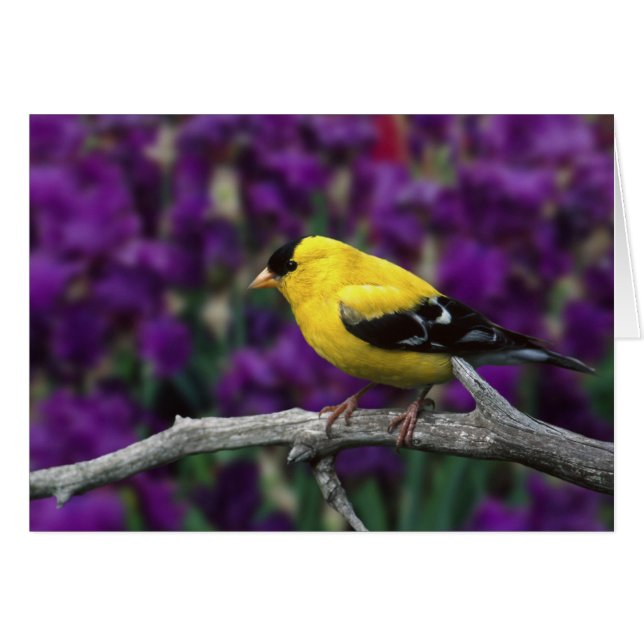 Macho, jilguero americano con plumaje de verano, (Anverso (Horizontal))