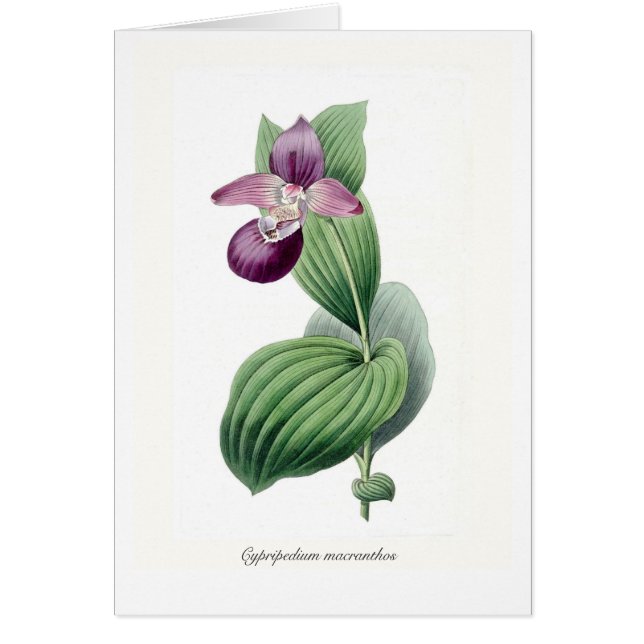 Macranthos del Cypripedium (Frente)