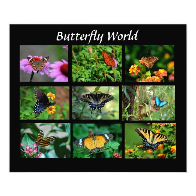 Macro Butterflies Foto Ampliación (Frente)