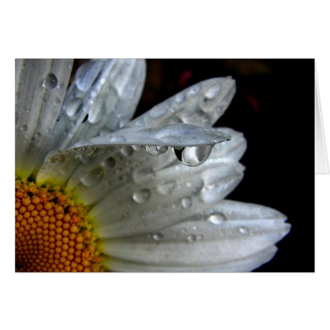Macro Daisy Flower (Anverso (Horizontal))