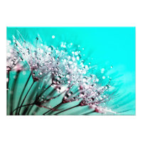 Macro Dandelion Semillas Agua Drogas Foto