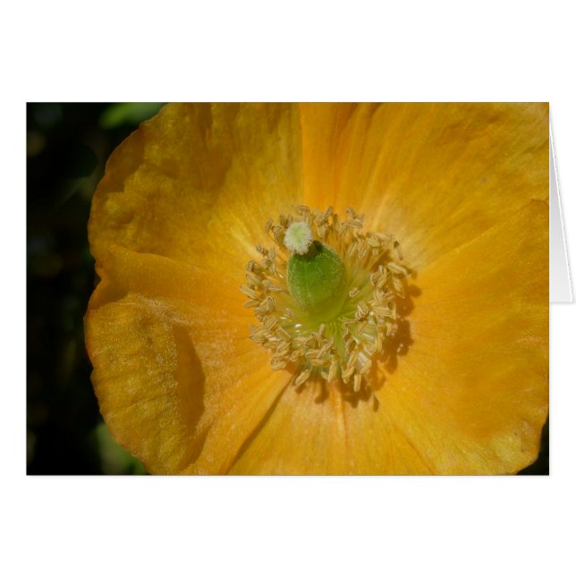 Macro de adormidera galesa (Anverso (Horizontal))