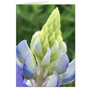 Macro del bluebonnet