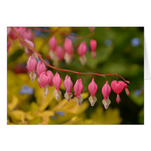 Macro en el corazón sangrante