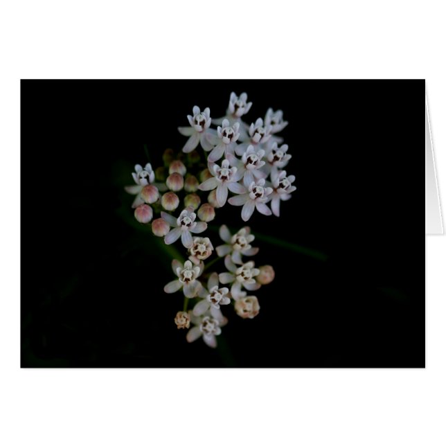 Macro Milkweed (Anverso (Horizontal))