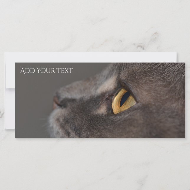 Macro-ojo de gato por Shirley Taylor (Anverso)