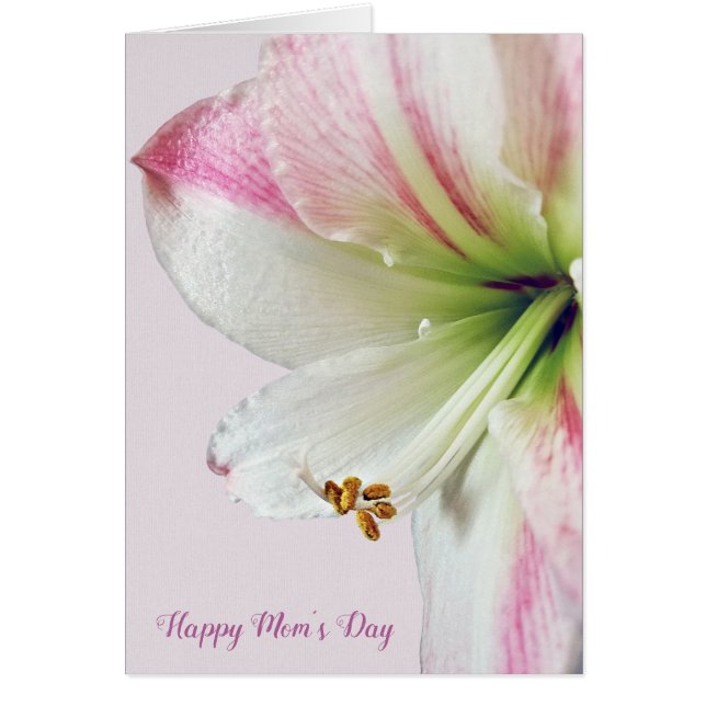 macro rosa amaryllis Día de la Madre (Frente)