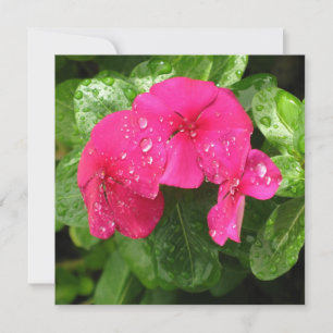 Macrofotografía con flores de primavera rosada en