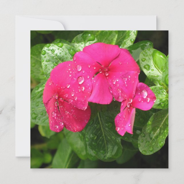 Macrofotografía con flores de primavera rosada en  (Anverso)