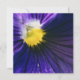 Macrofotografía de macro pansy púrpura inspiradora