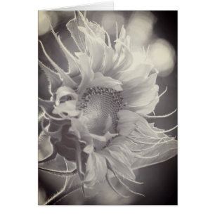 Macrogirasol en Sepia