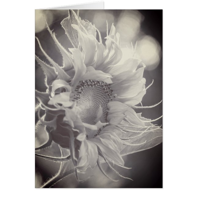 Macrogirasol en Sepia (Frente)
