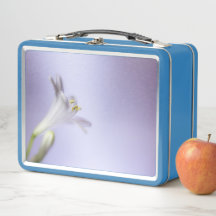 Macros Flores Flores Blossom Pétalos Bloom Espacio