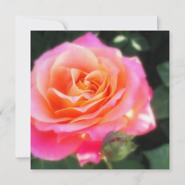 Macrosaludo fotográfico de Rosa rosa y Naranja bon (Anverso)